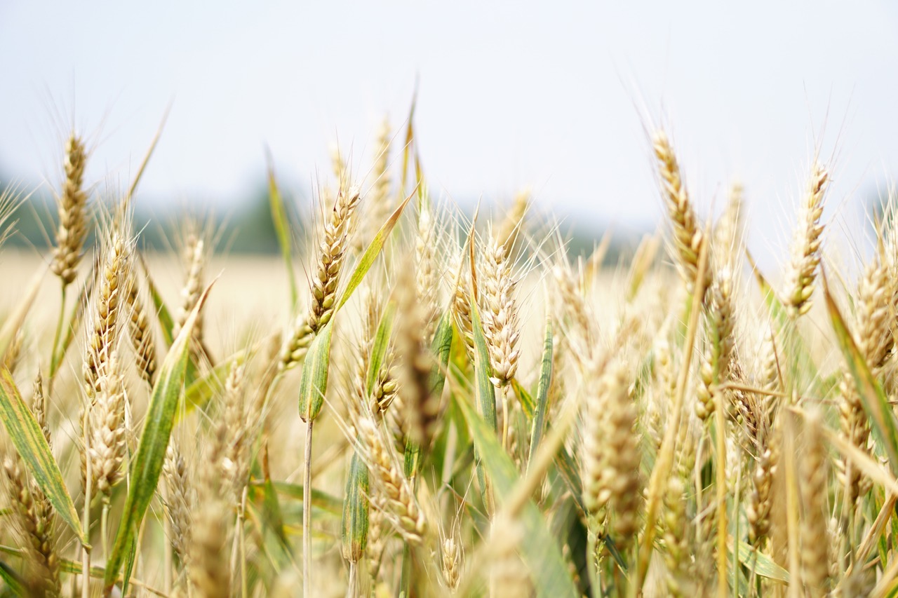 Il Grano Tenero!