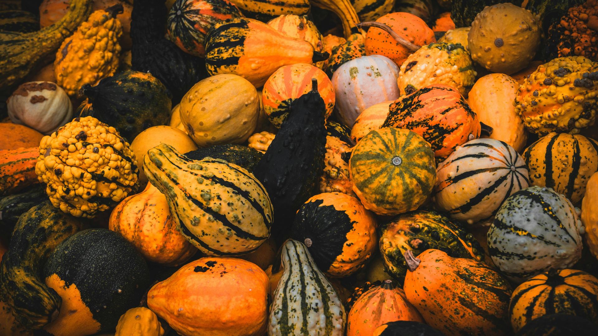 I superfood dell'autunno: la natura che ci nutre in modo consapevole.